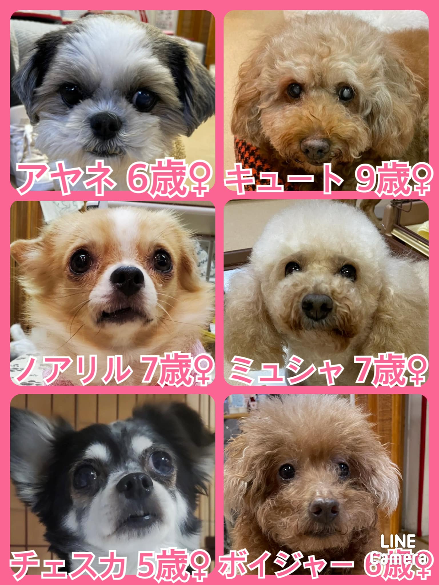 🐾今日の里親様募集中ワンコ🐶メンバーです🐾2021,11,13